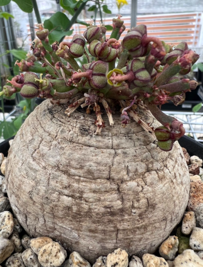 Euphorbia decidua 5 Pieces Seeds – exotic-gardenkingdom.com
