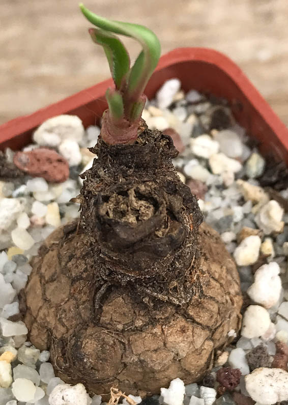 Euphorbia dilobadena 5 Pieces Seeds