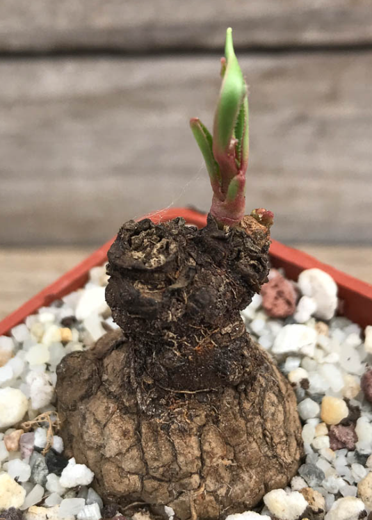 Euphorbia dilobadena 5 Pieces Seeds