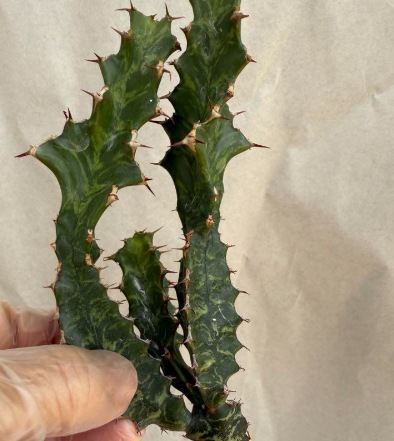 Euphorbia enormis 10 Pieces Seeds