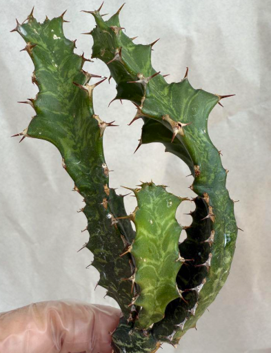 Euphorbia enormis 10 Pieces Seeds