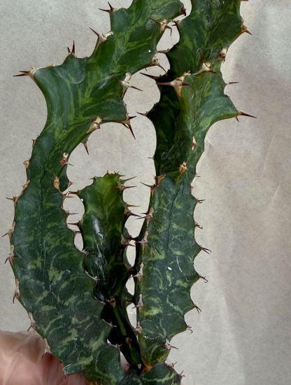 Euphorbia enormis 10 Pieces Seeds