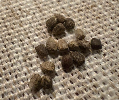 Euphorbia esculenta 10 Pieces Seeds
