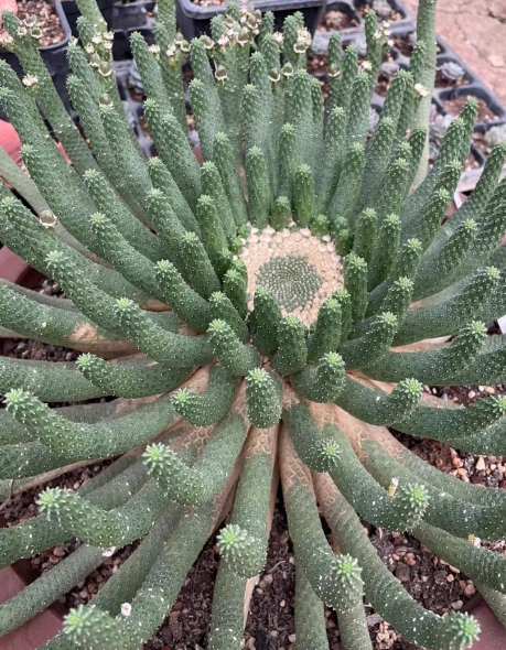 Euphorbia esculenta 10 Pieces Seeds