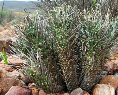 Euphorbia filiflora 6 Pieces Seeds
