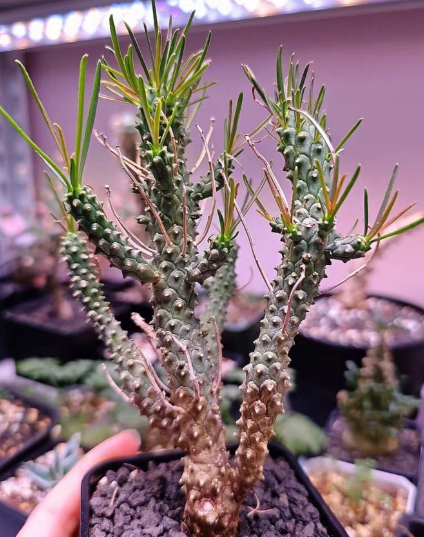 Euphorbia filiflora 6 Pieces Seeds