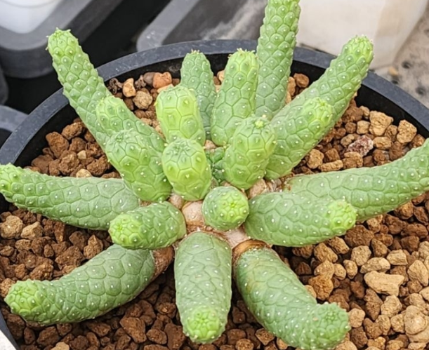 Euphorbia fortuita 10 Pieces Seeds