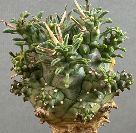 Euphorbia fusca 10 Pieces Seeds