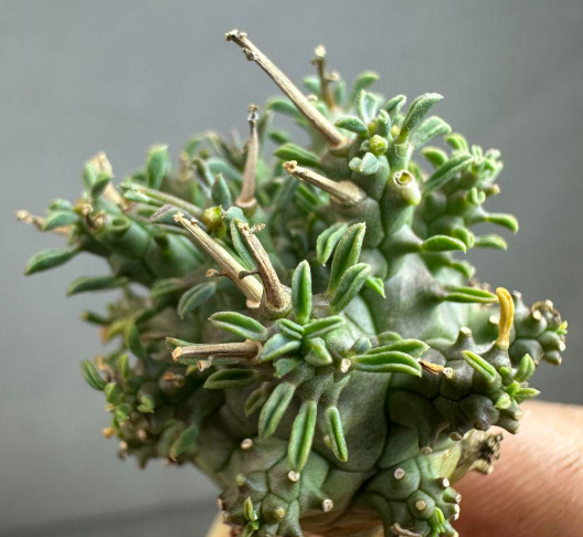 Euphorbia fusca 10 Pieces Seeds