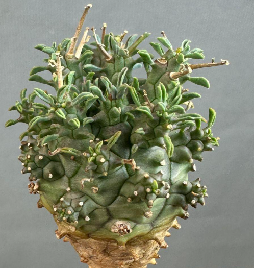 Euphorbia fusca 10 Pieces Seeds