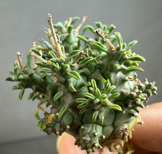 Euphorbia fusca 10 Pieces Seeds