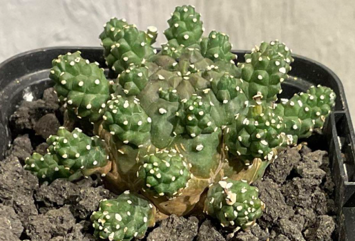 Euphorbia gamkensis 10 Pieces Seeds