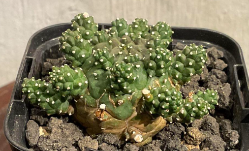 Euphorbia gamkensis 10 Pieces Seeds