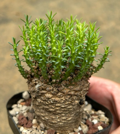 Euphorbia gatbergensis 10 Pieces Seeds