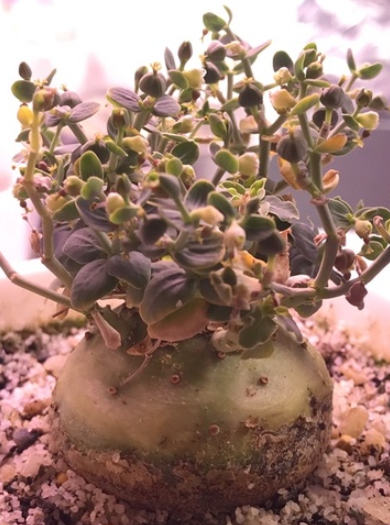 Euphorbia globulicaulis 10 Pieces Seeds