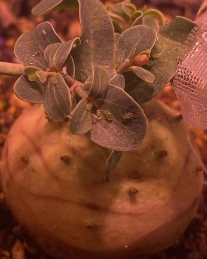 Euphorbia globulicaulis 10 Pieces Seeds