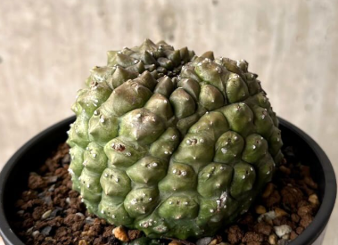 Euphorbia gymnocalycioides 12 Pieces Seeds