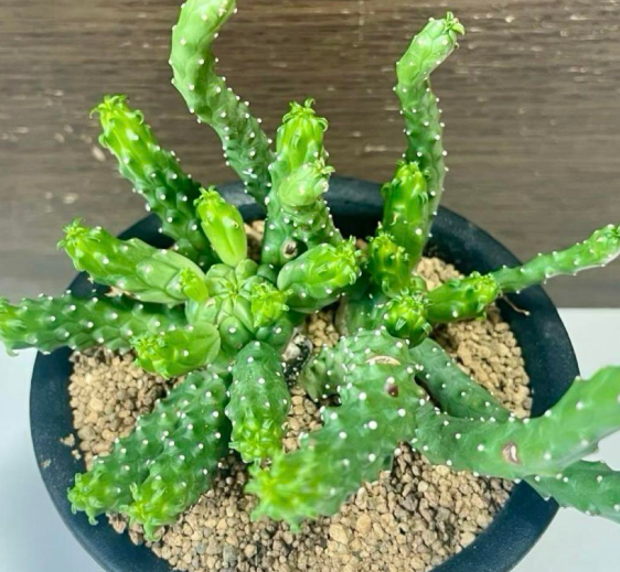 Euphorbia inermis 10 Pieces Seeds