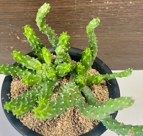 Euphorbia inermis 10 Pieces Seeds