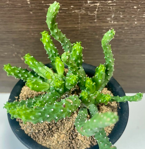 Euphorbia inermis 10 Pieces Seeds