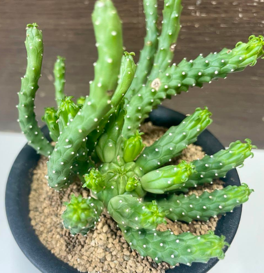 Euphorbia inermis 10 Pieces Seeds