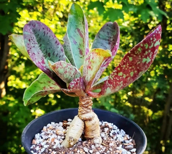 Euphorbia khandallensis 10 Pieces Seeds