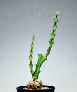 Euphorbia knuthii 10 Pieces Seeds