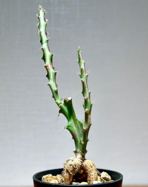 Euphorbia knuthii 10 Pieces Seeds