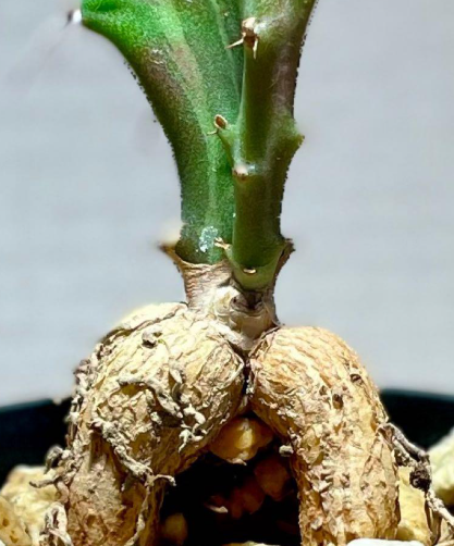 Euphorbia knuthii 10 Pieces Seeds