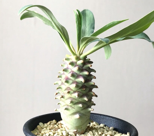 Euphorbia longetuberculosa 7 Pieces Seeds