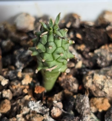 Euphorbia melanohydrata 6 Pieces Seeds