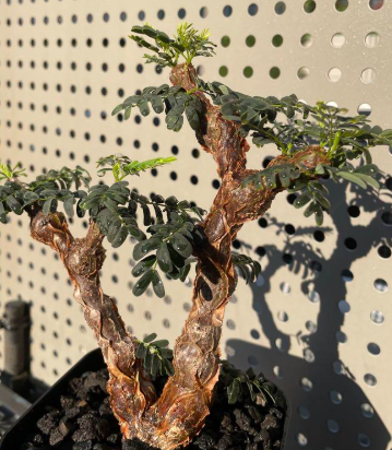 Euphorbia meridionalis 8 Pieces Seeds