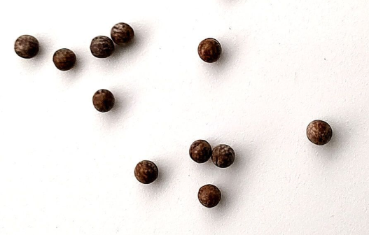 Euphorbia mlanjeana 10 Pieces Seeds