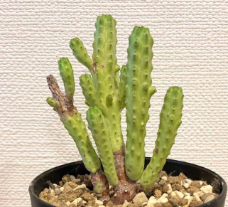 Euphorbia mosaica 8 Pieces Seeds