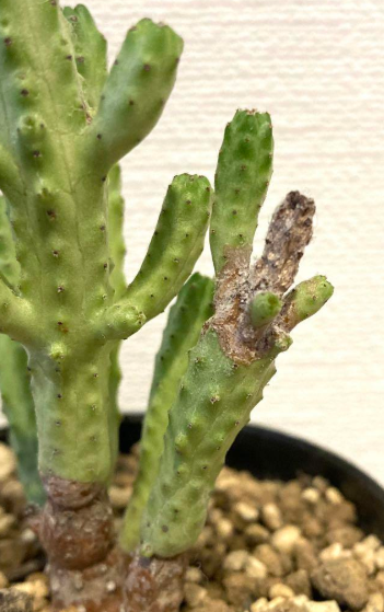 Euphorbia mosaica 8 Pieces Seeds