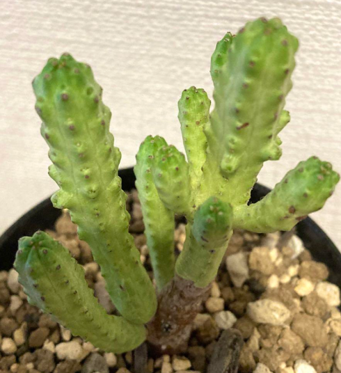 Euphorbia mosaica 8 Pieces Seeds