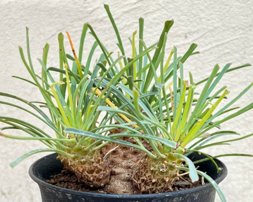 Euphorbia multifolia 8 Pieces Seeds