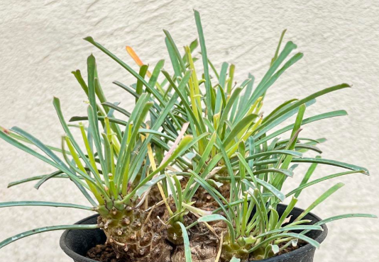 Euphorbia multifolia 8 Pieces Seeds