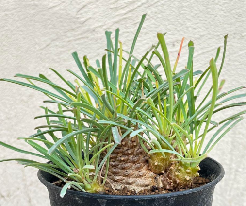 Euphorbia multifolia 8 Pieces Seeds