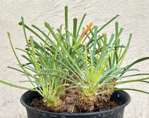 Euphorbia multifolia 8 Pieces Seeds
