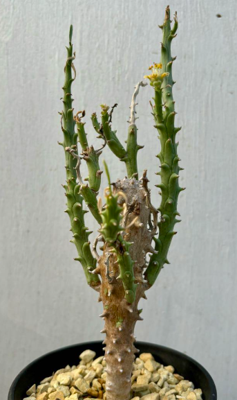 Euphorbia multiramosa 7 Pieces Seeds