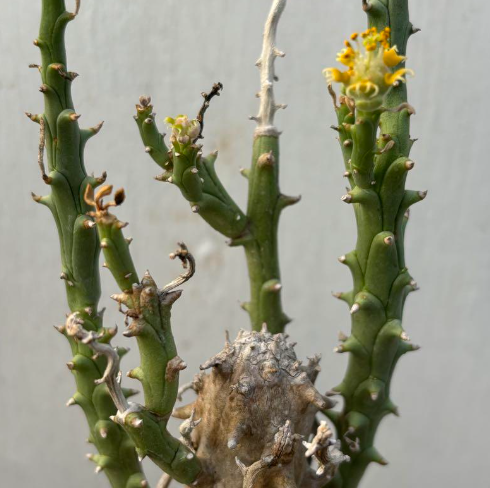 Euphorbia multiramosa 7 Pieces Seeds