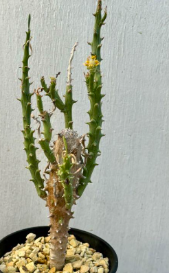 Euphorbia multiramosa 7 Pieces Seeds