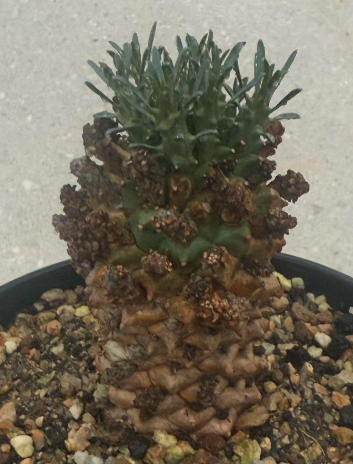 Euphorbia namibensis 7 Pieces Seeds