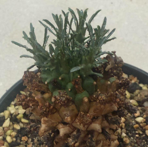 Euphorbia namibensis 7 Pieces Seeds