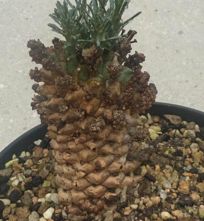 Euphorbia namibensis 7 Pieces Seeds