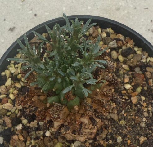 Euphorbia namibensis 7 Pieces Seeds