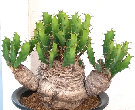Euphorbia orbiculifolia 7 Pieces Seeds