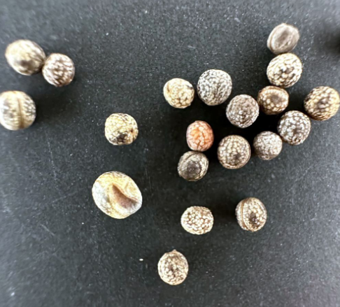 Euphorbia poissonii 5 Pieces Seeds