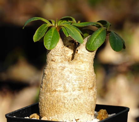 Euphorbia primulifolia 3 Pieces Seeds